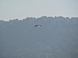 White-tailed kite hunting