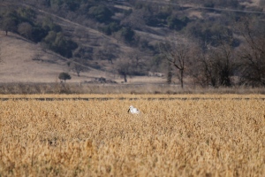 Great egret with a vole