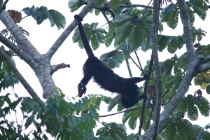 His name is Bart and he's the resident black howler monkey that hangs out on the property sometimes. He truly tried to pee on me and one of my crew members!