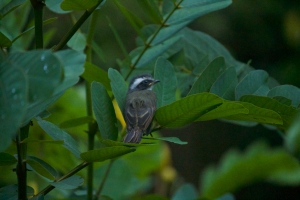 Little fledgling social flycatcher :)